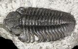 Prone Eldredgeops (Phacops) Trilobite - New York #54996-2